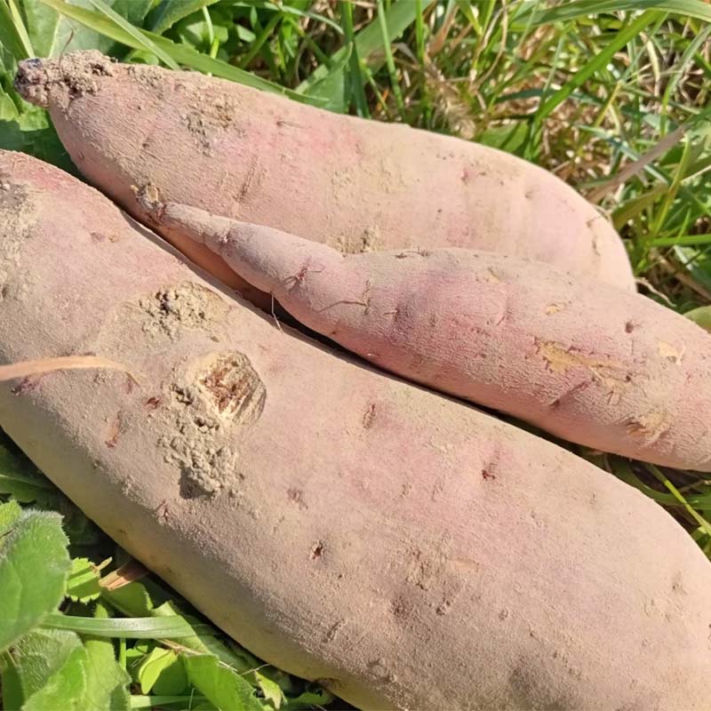 【ふるさと納税】 有機認証 自然栽培 さつまいも（紅はるか） 約2kg 【むがし農園】 サツマイモ 薩摩芋 焼芋 やきいも 焼きいも スイーツ おやつ デザート オーガニック F21U-375 - 画像3