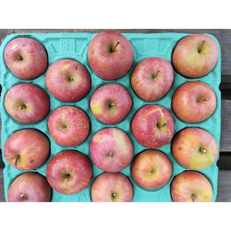 【ふるさと納税】 ≪訳あり≫ 青森県産 りんご 「サンふじ」 約4kg（16～20玉） 【カネテ青果】 南部町営卸売市場 直送 青森りんご リンゴ 林檎 アップル あおもり 青森県 南部町 三戸 果物 くだもの フルーツ 3kg 以上 F21U-399 サムネイル2