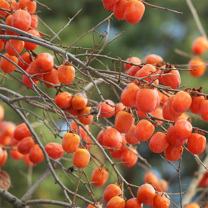 【ふるさと納税】 柿ドライフルーツ 南部の柿の物語 4袋セット 【なんぶ農援】 柿 かき フルーツ 果物 くだもの あおもり 青森 青森県 南部町 三戸 南部 F21U-519 サムネイル3
