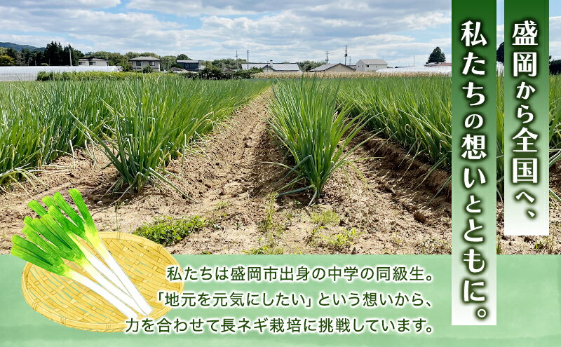 【ふるさと納税】岩手県盛岡市産長ネギ 選べる 1kg/2kg/3kg/4kg/5kg ねぎ 新鮮 野菜 長ネギ 白ネギ 長ねぎ 白ねぎ 葱 国産 甘い 美味しい おいしい 鍋 - 画像3