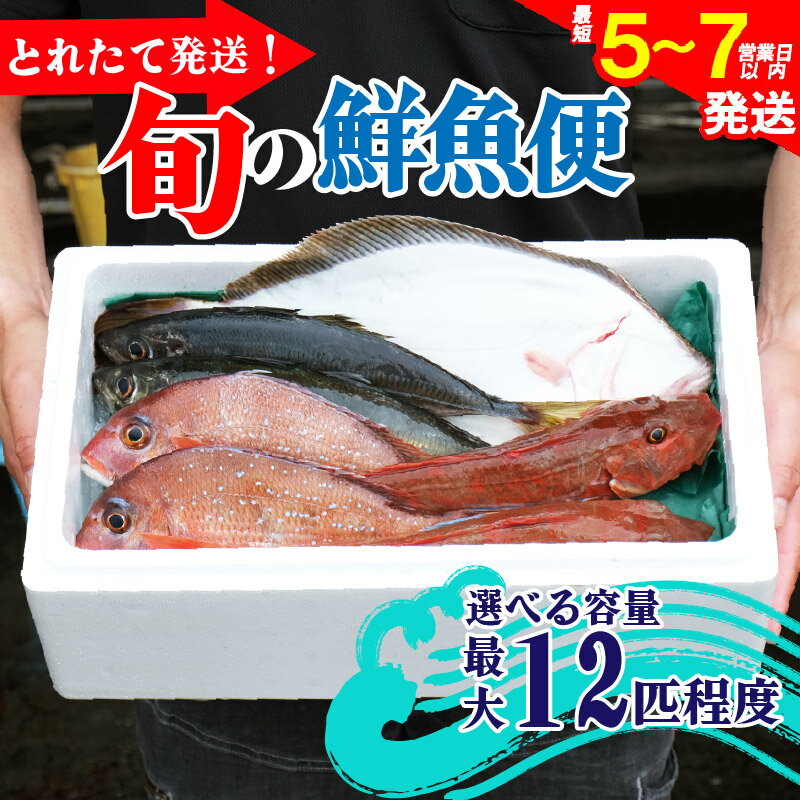 鮮魚 旬 獲れたて セット 選べる容量 鮮魚便 海鮮 魚貝類 魚介類 牡蠣 イカ 刺身 岩手 大船渡 詰め合わせ 鮮魚ボックス さかな おさかな 魚 海の幸 福袋 FISH BBQ ごはん 夕飯 おかず おつまみ 晩酌 米 丼 三陸産 岩手県 大船渡市