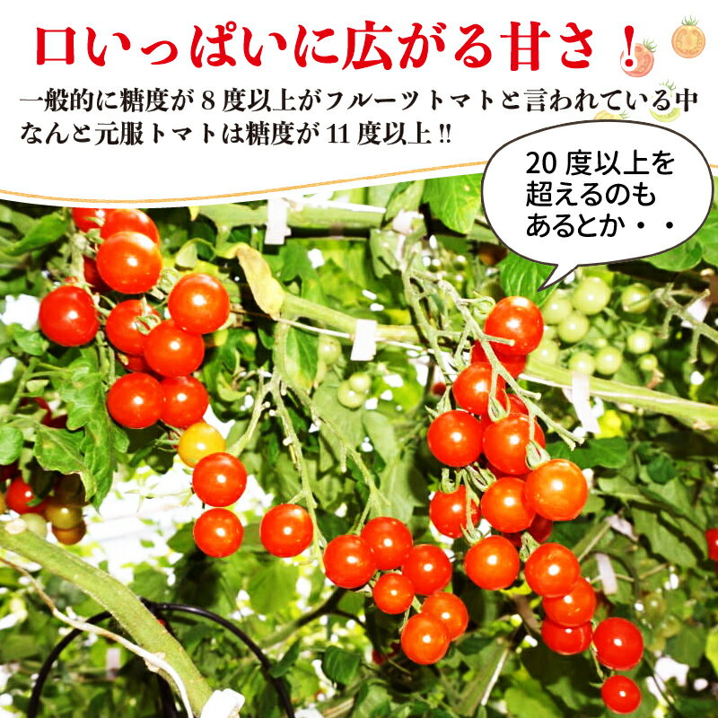 【ふるさと納税】 トマト フルーツトマト 500g ミニトマト 糖度9度以上 赤崎元服トマト 健康 美容 直売 野菜 サラダ 災害 被災 震災 火災 支援 三陸 岩手県 大船渡市 とめと - 画像2