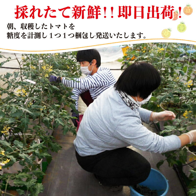【ふるさと納税】 トマト フルーツトマト 500g ミニトマト 糖度9度以上 赤崎元服トマト 健康 美容 直売 野菜 サラダ 災害 被災 震災 火災 支援 三陸 岩手県 大船渡市 とめと - 画像3