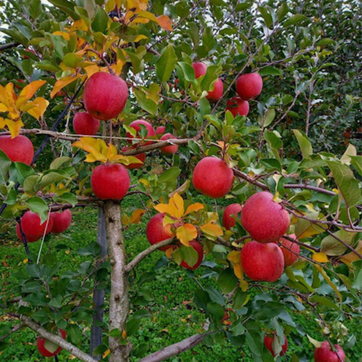 【ふるさと納税】【訳あり】農園直送 ふるさと納税 りんご サンふじ（花巻りんご）約2kg サムネイル2
