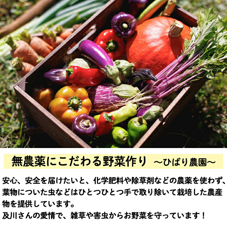 【ふるさと納税】ひばり農園の無農薬ワクワク野菜セット《 予約受付 6月より発送開始》 お楽しみ 野菜 詰め合わせ 7〜10品 無農薬 野菜 サムネイル2