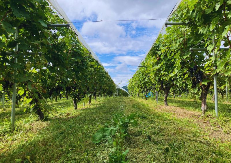 【ふるさと納税】 「早池峰の恵み」モリタワイン リースリング2022 ダム貯蔵ワイン 750ml ワイン大迫 白ワイン 花巻市 岩手県 早池峰 ダム サムネイル3