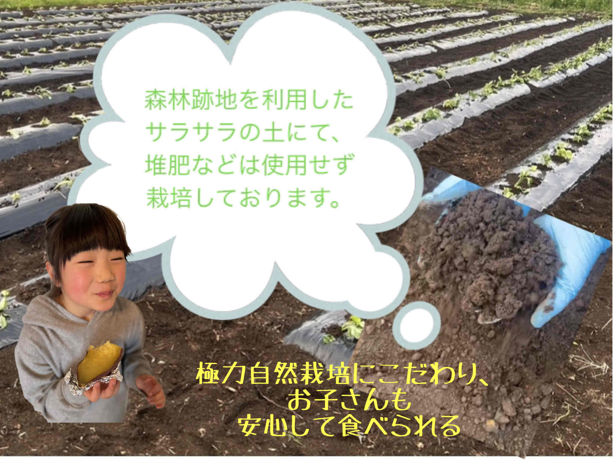 【ふるさと納税】【 予約受付 2026年産 】 厳選 さつまいも シルクスイート 3kg 国産 サツマイモ さつま芋 野菜 岩手県 北上市 齋藤 智仁 B0400 産地直送 ※令和8年9月下旬より発送開始予定 - 画像2