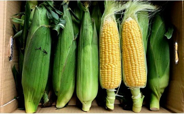 【ふるさと納税】予約受付【2026年産 7月中旬頃から発送予定】北上産 とうもろこし（キミ）5本 夏 旬 野菜 おやつ BBQ グリル 焼きとうもろこし 採れたて フレッシュ コーン 八百屋 青果 フルーツきやなぎ - 画像2