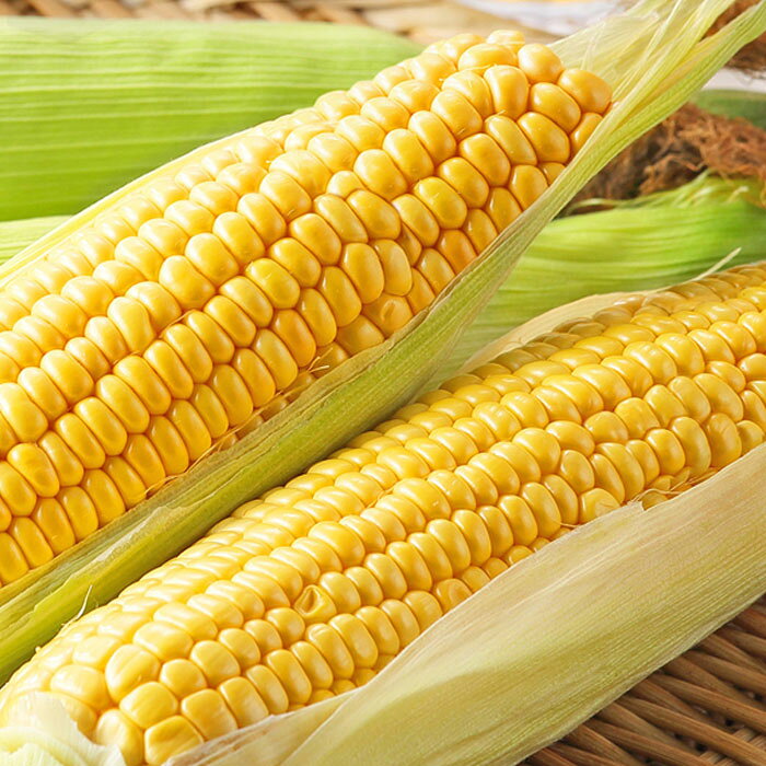 予約受付【2026年産 7月中旬頃から発送予定】北上産 とうもろこし（キミ）5本 夏 旬 野菜 おやつ BBQ グリル 焼きとうもろこし 採れたて フレッシュ コーン 八百屋 青果 フルーツきやなぎ