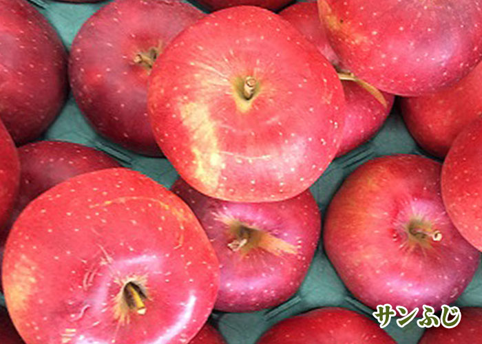 【ふるさと納税】北上産 果汁たっぷり サンふじ りんご 15〜20個 国産 岩手 リンゴ 林檎 アップル 旬 果物 フルーツ 岩手県 北上市 C0097 fruit おやつ 採れたて フレッシュ ジューシー 贈答 プレゼント 八百屋 青果 フルーツきやなぎ サムネイル2
