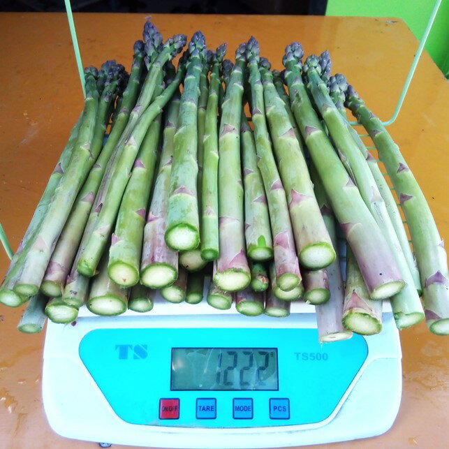 【ふるさと納税】 採りたて 春の アスパラガス 約 1.2kg 　新鮮 野菜 グリーン アスパラ 詰合せ 産地直送 国産 夏野菜 季節野菜 数量限定 不揃い サイズ アスパラ王子 石井建一 岩手県 北上市 C0511 - 画像2