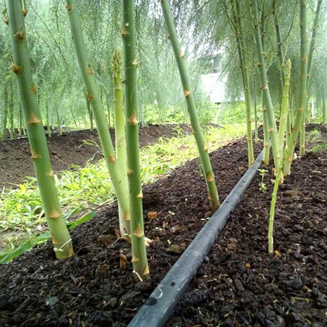 【ふるさと納税】採りたて 春の アスパラガス 約 1.8kg 新鮮 野菜 グリーン アスパラ 産地直送 国産 岩手県 北上市産 旬 不揃い サイズ アスパラ王子 石井建一 岩手県 北上市 D0432 春 夏 野菜 - 画像3