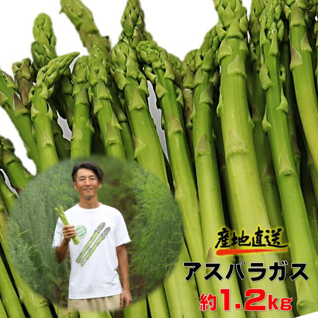 採りたて 春の アスパラガス 約 1.2kg 　新鮮 野菜 グリーン アスパラ 詰合せ 産地直送 国産 夏野菜 季節野菜 数量限定 不揃い サイズ アスパラ王子 石井建一 岩手県 北上市 C0511