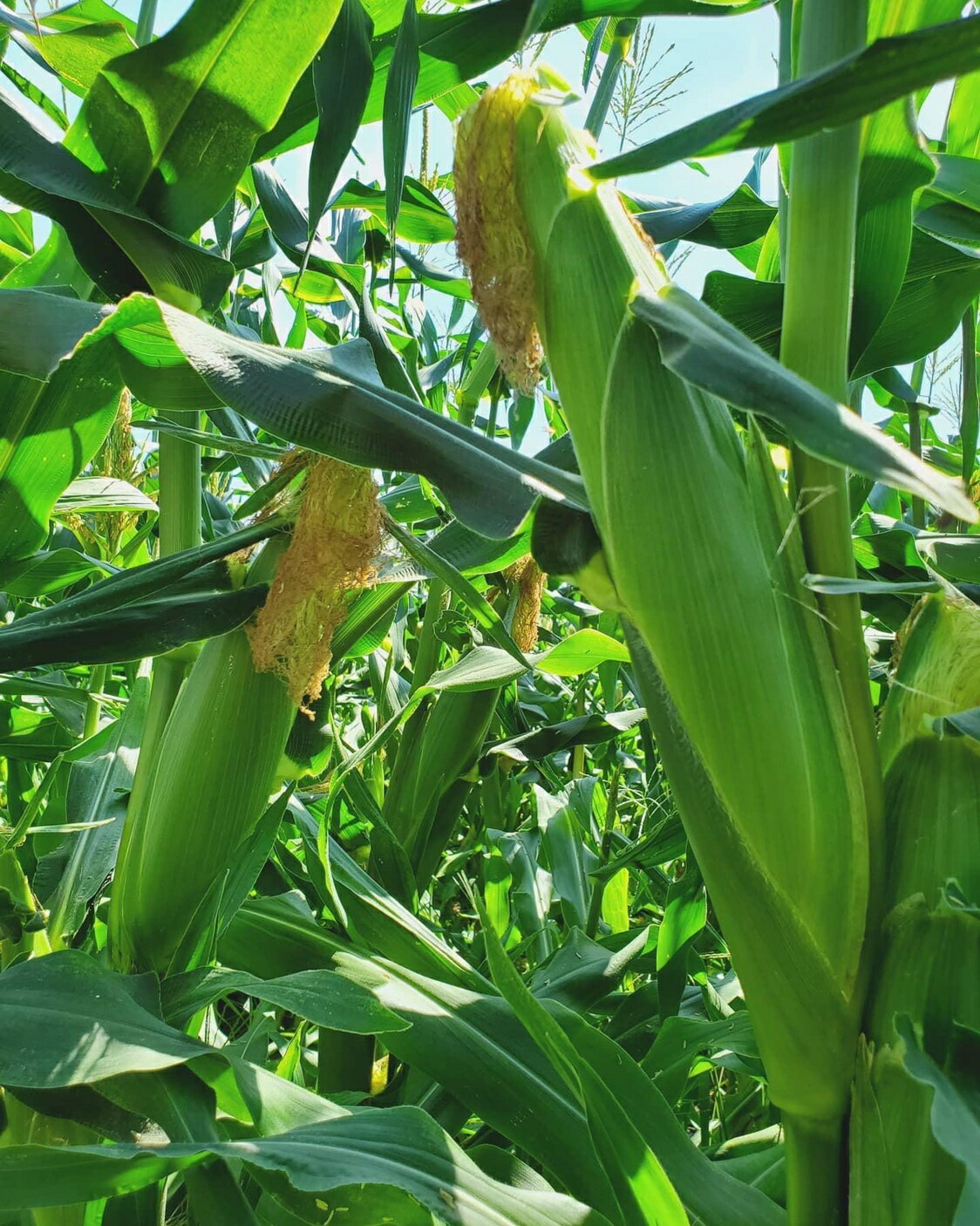 【ふるさと納税】7月下旬から順次発送 　甘〜い！北上産★ 朝採れ とうもろこし 8本セット 岩手県 北上市 C0494 うるおい春夏秋冬 国産 岩手 もろこし 野菜 とうきび コーン 産地直送 - 画像2