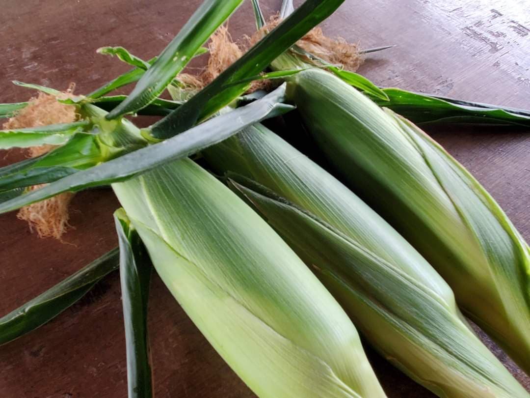 【ふるさと納税】7月下旬から順次発送 　甘〜い！北上産★ 朝採れ とうもろこし 8本セット 岩手県 北上市 C0494 うるおい春夏秋冬 国産 岩手 もろこし 野菜 とうきび コーン 産地直送 - 画像3