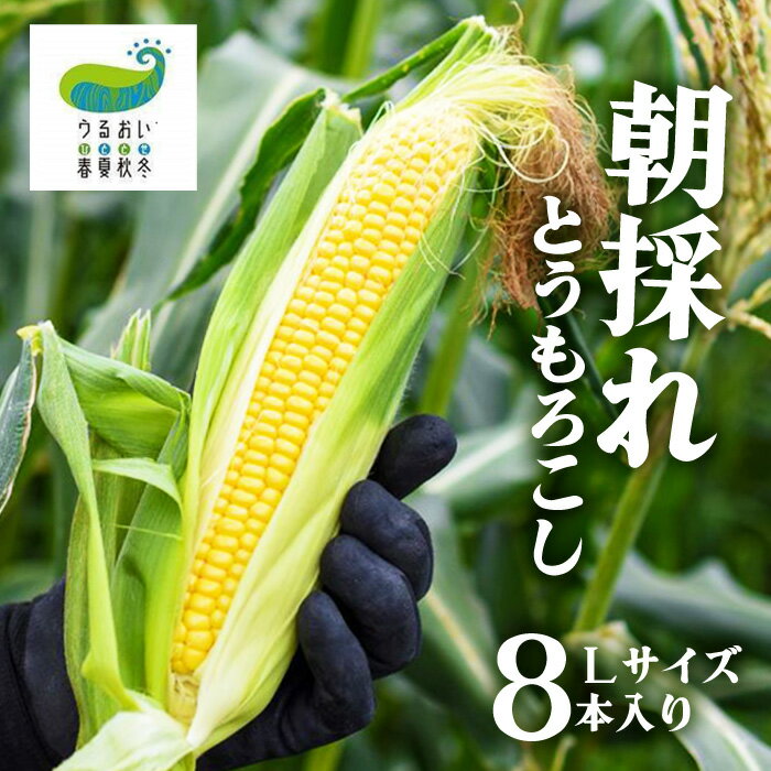 7月下旬から順次発送 　甘〜い！北上産★ 朝採れ とうもろこし 8本セット 岩手県 北上市 C0494 うるおい春夏秋冬 国産 岩手 もろこし 野菜 とうきび コーン 産地直送