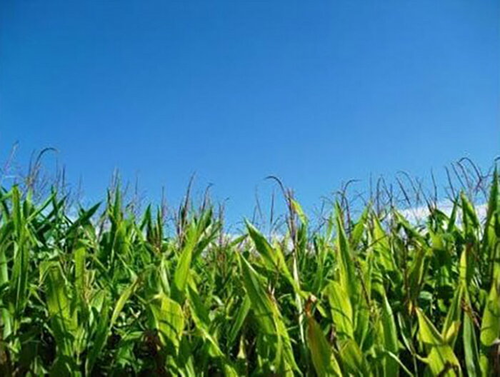 【ふるさと納税】予約受付【2026年7月中旬頃〜発送開始】北上産のとうもろこし 5本 ・ 10本 ・ 15本 夏 旬 野菜 おやつ BBQ グリル 焼きとうもろこし 朝採 採れたて フレッシュ コーン 徳用 大容量 岩手県 北上市 展勝地 桜の名所 展勝地レストハウス - 画像3