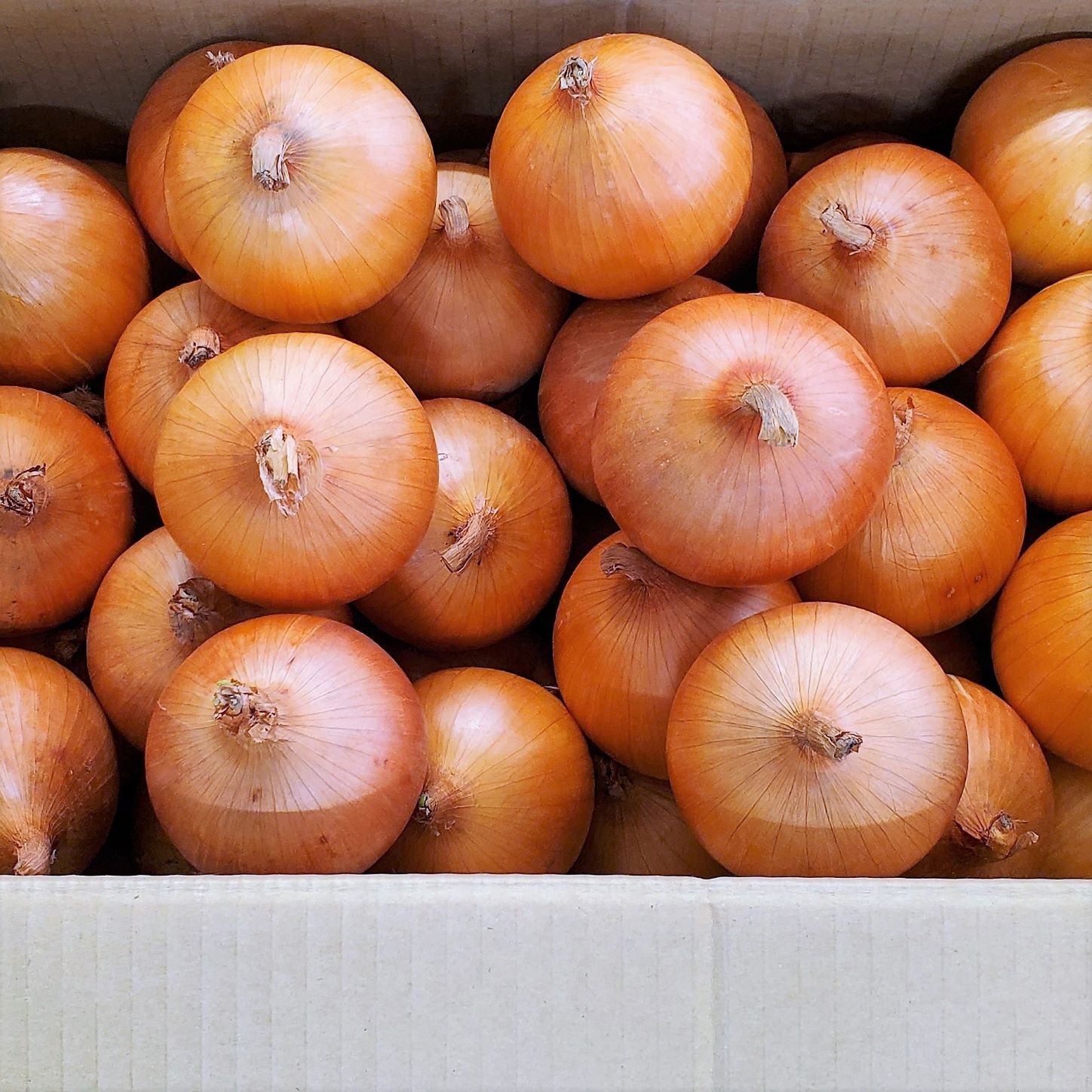 【ふるさと納税】たまねぎ 10kg 令和8年産 予約受付/7月発送開始予定 さらき産 新鮮 野菜 タマネギ 玉葱 10キロ 更木 玉ねぎ オニオン 株式会社さらき 玉ねぎ 玉葱 カレー シチュー 新鮮 BBQ 焼肉 野菜 Mサイズ Lサイズ 2Lサイズ 岩手県 北上市 C0447 - 画像2