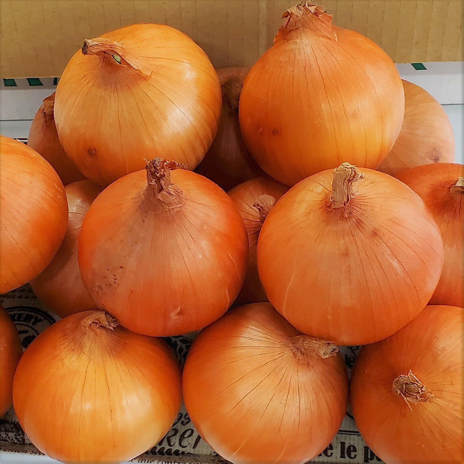 【ふるさと納税】たまねぎ 5kg 令和8年産 予約受付/7月発送開始予定 さらき産 新鮮 野菜 タマネギ 玉葱 5キロ 国産 玉ねぎ 玉葱 カレー シチュー 新鮮 フレッシュ オニオン サラダ BBQ 焼肉 野菜 Mサイズ Lサイズ 2Lサイズ 株式会社さらき 岩手県 北上市 B0363 - 画像2