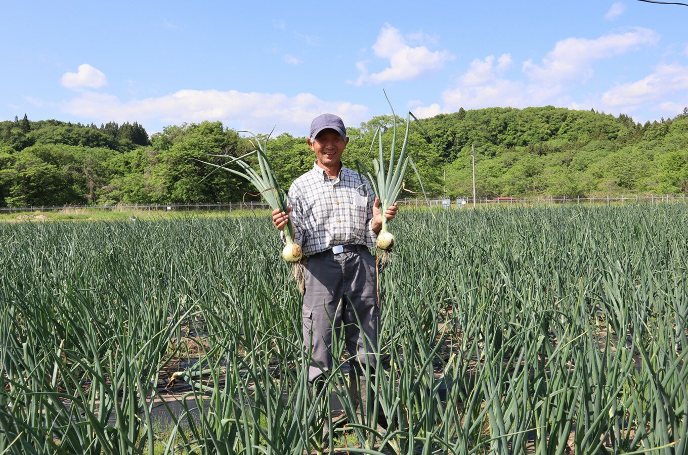 【ふるさと納税】たまねぎ 10kg 令和8年産 予約受付/7月発送開始予定 さらき産 新鮮 野菜 タマネギ 玉葱 10キロ 更木 玉ねぎ オニオン 株式会社さらき 玉ねぎ 玉葱 カレー シチュー 新鮮 BBQ 焼肉 野菜 Mサイズ Lサイズ 2Lサイズ 岩手県 北上市 C0447 - 画像3