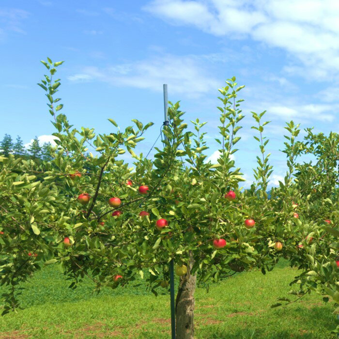 【ふるさと納税】＼予約受付 11月下旬より発送開始予定／【北上市産 りんご 】 はるか [ 家庭用 ] 5キロ (約13〜18玉) リンゴ 5kg 国産 産地直送 フルーツ 果物 岩手県 北上市 D0445 金鈴園 サムネイル2