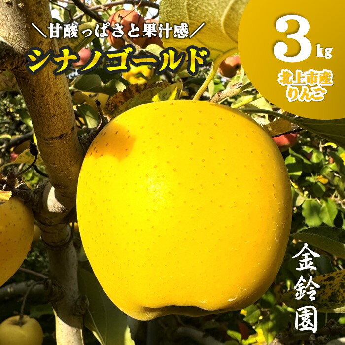 ＼予約受付 10月下旬以降順次発送予定 ／【 北上市産 りんご 】シナノゴールド 【 贈答用 】 3キロ (約8〜12玉) 国産 林檎 リンゴ 3kg 果物 フルーツ 果実 産地直送 旬 秋 冬 しなの ゴールド 送料無料 東北 岩手 金鈴園 岩手県 北上市 C0521