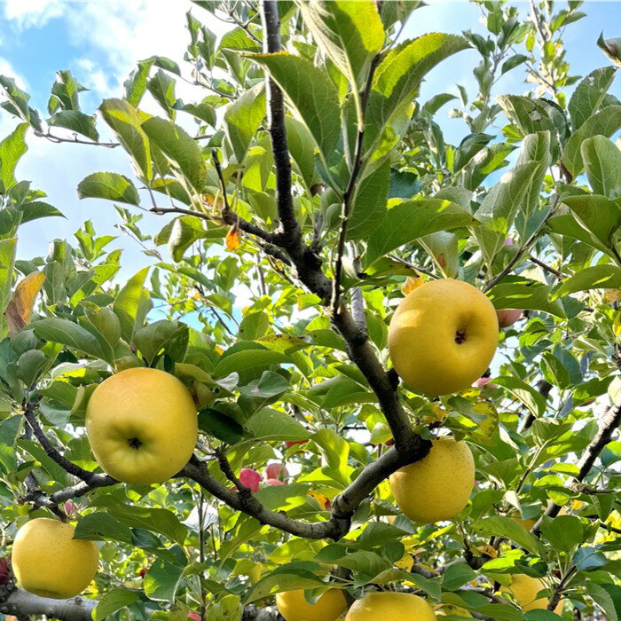 【ふるさと納税】＼予約受付 10月下旬以降順次発送予定 ／【 北上市産 りんご 】シナノゴールド 【 贈答用 】 3キロ (約8〜12玉) 国産 林檎 リンゴ 3kg 果物 フルーツ 果実 産地直送 旬 秋 冬 しなの ゴールド 送料無料 東北 岩手 金鈴園 岩手県 北上市 C0521 サムネイル3