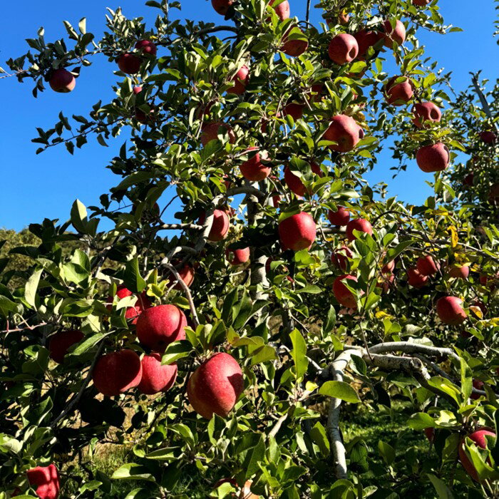 【ふるさと納税】】＼予約受付 11月下旬より発送開始予定／【 北上市産 りんご 】サンフジ 【厳選玉】 3キロ (約8〜12玉) 贈答用 林檎 リンゴ サンふじ 3kg 国産 産地直送 送料無料 フルーツ 果物 果実 東北 岩手 金鈴園 岩手県 北上市 C0172 プレゼント 贈り物 サムネイル2