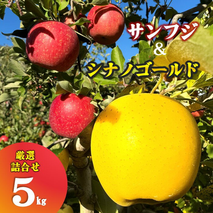 ＼予約受付 11月下旬より発送開始予定／ 【 北上市産 りんご 】サンふじ & シナノゴールド 【 厳選 詰め合せ 】 5キロ セット (約13〜20玉) 贈答用 林檎 リンゴ 5kg 食べ比べ 国産 産地直送 フルーツ 東北 岩手 金鈴園 岩手県 北上市 E0253