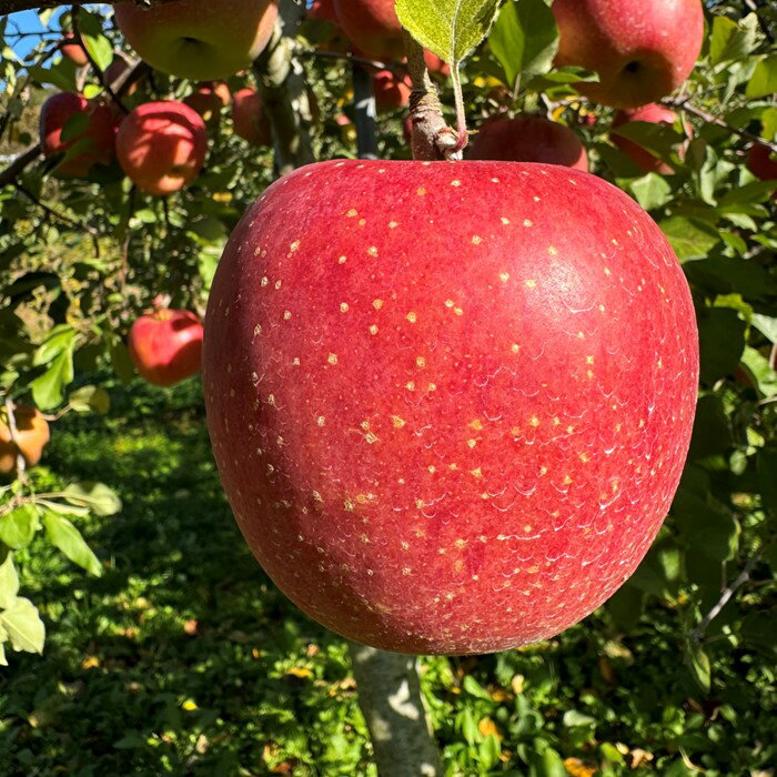 【ふるさと納税】】＼予約受付 11月下旬より発送開始予定／【 北上市産 りんご 】サンフジ 【厳選玉】 3キロ (約8〜12玉) 贈答用 林檎 リンゴ サンふじ 3kg 国産 産地直送 送料無料 フルーツ 果物 果実 東北 岩手 金鈴園 岩手県 北上市 C0172 プレゼント 贈り物 サムネイル3