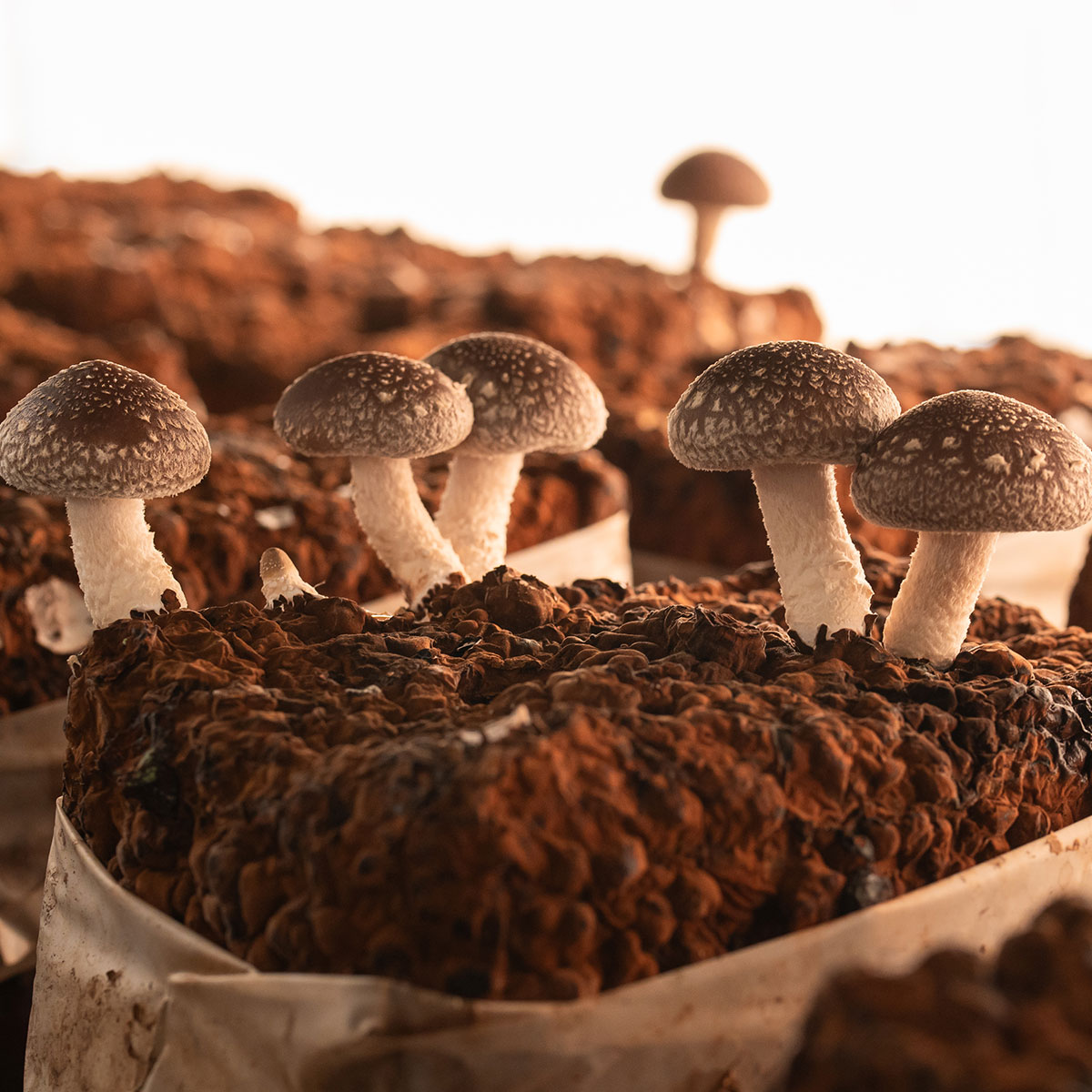 【ふるさと納税】しいたけ 1kg 遠野産 / 菌床 生 椎茸 シイタケ きのこ 菌床 東北 岩手県 遠野市 産 国産 出汁 だし 料理 肉厚 送料無料 産地直送 M サイズ 鍋 網焼き 肉厚 ジューシー 肉詰め BBQ バーベキュー 焼肉 ヘルシー 野菜 たっぷり 産直 バター醤油 - 画像2