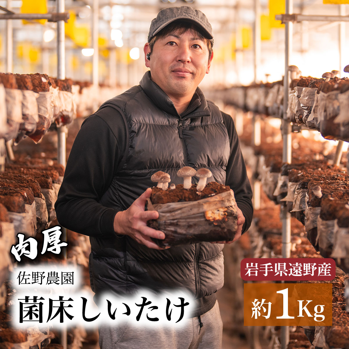 しいたけ 1kg 遠野産 / 菌床 生 椎茸 シイタケ きのこ 菌床 東北 岩手県 遠野市 産 国産 出汁 だし 料理 肉厚 送料無料 産地直送 M サイズ 鍋 網焼き 肉厚 ジューシー 肉詰め BBQ バーベキュー 焼肉 ヘルシー 野菜 たっぷり 産直 バター醤油