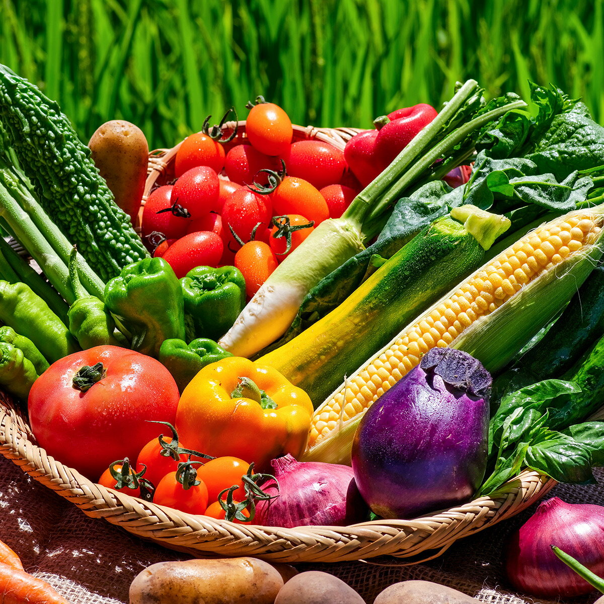 【ふるさと納税】遠野風の丘 季節 の 野菜 セット (5種類以上) / 道の駅遠野風の丘 産直 直送 旬 厳選 岩手県 遠野市 産 詰め合せ 選べる配送月 7月～10月 配送地域限定：東北 ～ 関東甲信越 新鮮 とれたて ベジタブル 仕送り おまかせ アウトドア 農家 お取り寄せ 送料無料 - 画像3