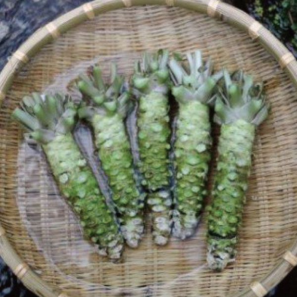 わさび 真妻 200g （3〜4 本）葵食品 / 根わさび 山葵 本わさび wasabi 生産者直送 農家直送 生 新鮮 岩手県 遠野市 宮守町 国産 寿司 刺身 お肉 ステーキ 薬味 わさび丼 そば などに おすすめ 香り お取り寄せ 送料無料 【東北一のわさびの産地】