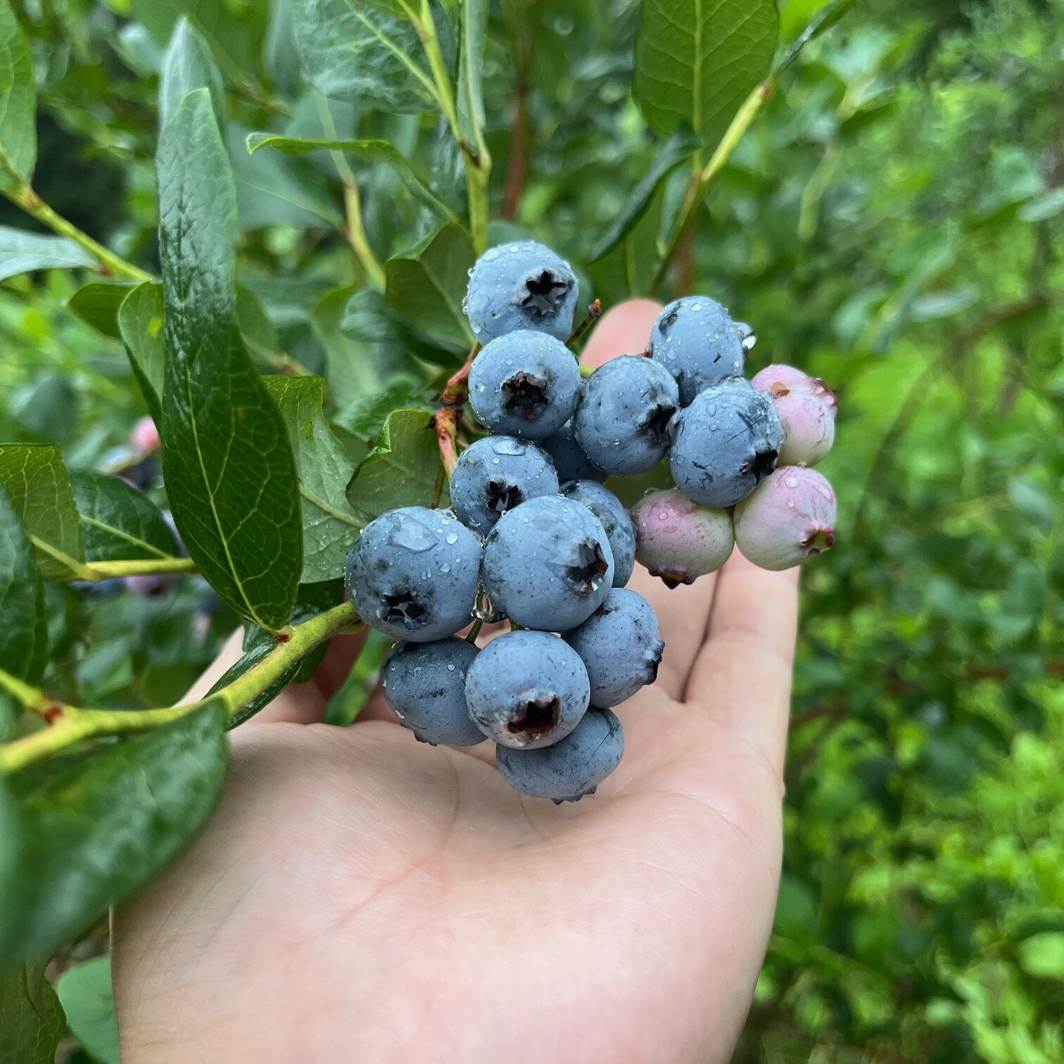 【ふるさと納税】ブルーベリー 冷凍 栽培期間中 農薬不使用 無農薬 大粒 500g 1kg 選べる 容量 大玉 は 1.5mm 以上 東北 岩手県 遠野市 遠野食工房蔵 砥森山ブルーベリー園 宮守町 産 果実 果物 くだもの フルーツ 飲料 健康 美容 視力 抗酸化 無選別 除草剤不使用 送料無料 サムネイル3