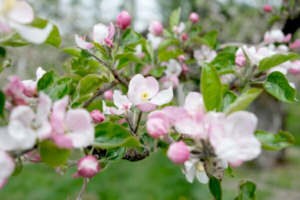 【ふるさと納税】先行予約 サンふじ 松陽園 樹上 完熟 りんご 3kg 7個〜9個 5kg 12個〜18個 選べる 重量 赤い 林檎 リンゴ フルーツ 果物 果実 Apple アップル 岩手県 遠野市 産 贈答 ギフト プレゼント 農家直送 産地直送 蜜 が入りやすい 送料無料 2025年11月から発送 サムネイル3