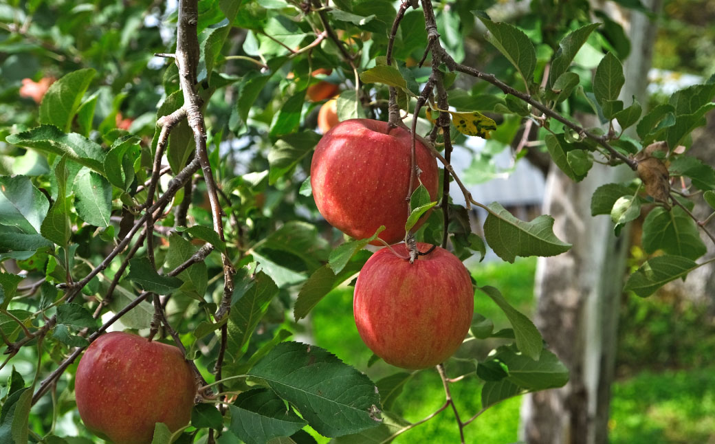 【ふるさと納税】先行予約 サンふじ 松陽園 樹上 完熟 りんご 3kg 7個〜9個 5kg 12個〜18個 選べる 重量 赤い 林檎 リンゴ フルーツ 果物 果実 Apple アップル 岩手県 遠野市 産 贈答 ギフト プレゼント 農家直送 産地直送 蜜 が入りやすい 送料無料 2025年11月から発送 サムネイル2