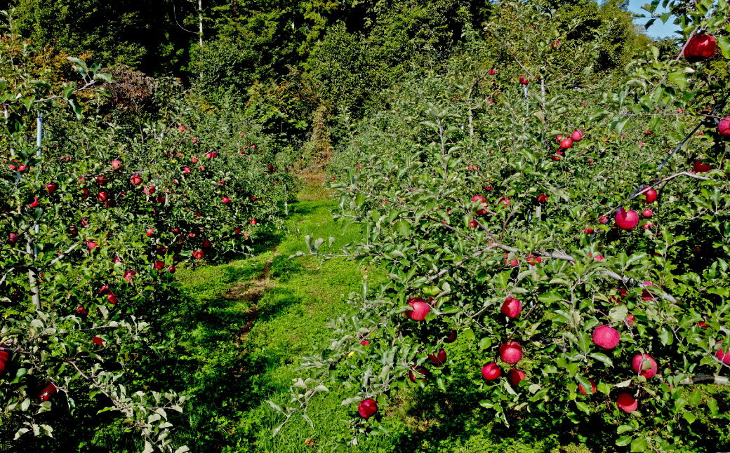 【ふるさと納税】りんごジュース 2本 6本 セット 720ml / 100% 東北 岩手県 遠野市 松陽園 りんご農家 松陽園 農家 産地 直送 ギフト プレゼント 母の日 贈答 お祝い クリスマス 贈答 箱 詰め合わせ 送料無料 リンゴ アップル 果汁飲料 林檎 朝食 無添加 健康 サムネイル3