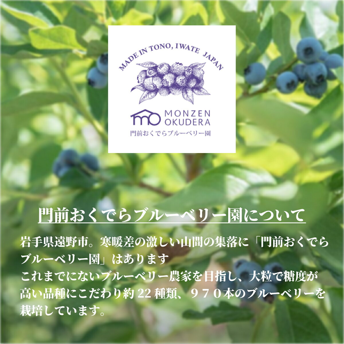 【ふるさと納税】ブルーベリー 冷凍 大粒 合計 800g ( 400g パック 2個) 門前おくでら ブルーベリー園 国産 岩手県 遠野市 果実 フルーツ 果物 くだもの 健康 美容 目 抗酸化作用 アントシアニン ポリフェノール 老化防止 ビタミン ミネラル 食物繊維 腸内環境 視力 送料無料 サムネイル2