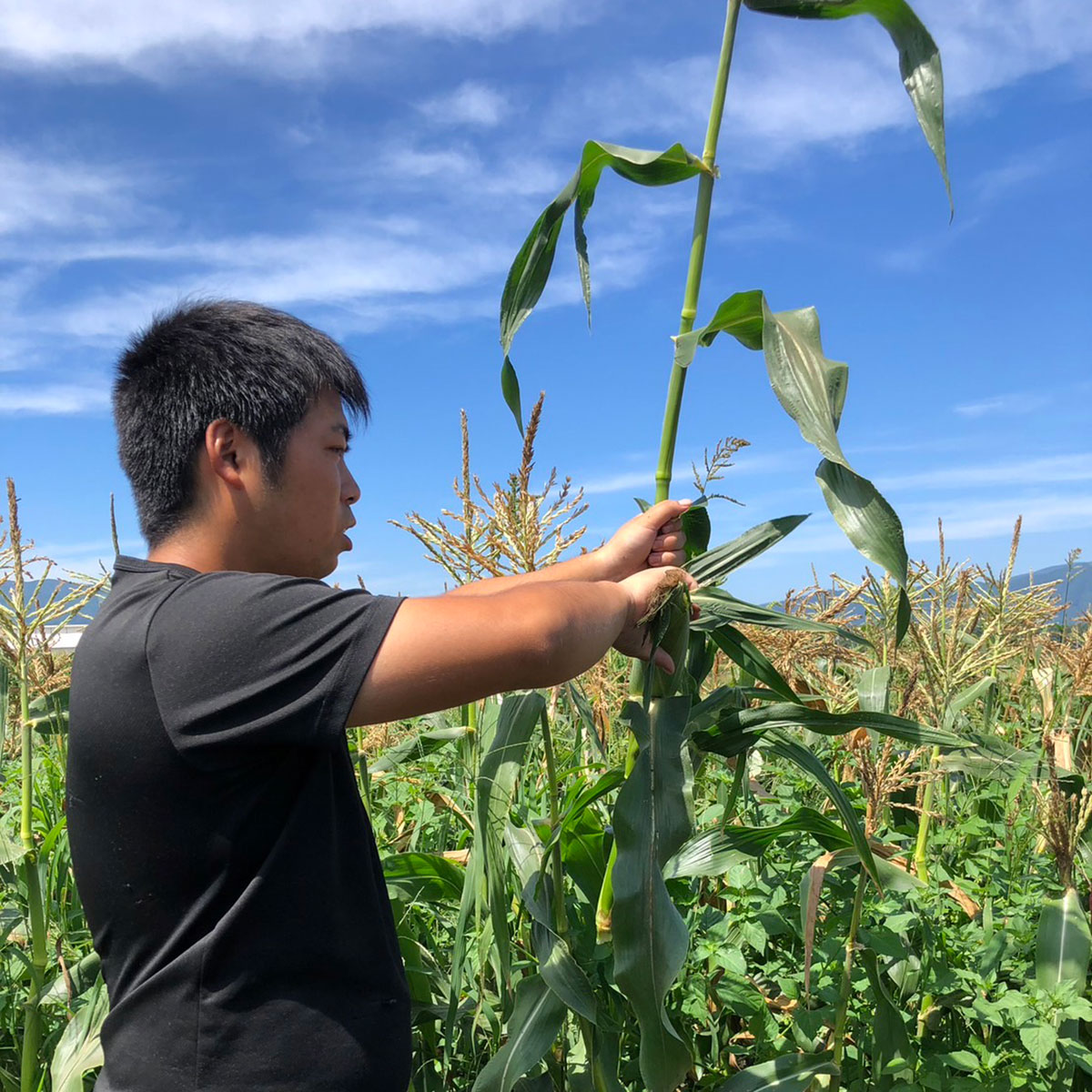 【ふるさと納税】甘ーい とうもろこし ゴールドラッシュ 朝採り こんたでぃーの遠野 先行予約 高糖度 約 5 kg 2L サイズ 11~13本 2026年 7月下旬 から 発送予定 岩手県 遠野市 農家 産地 直送 甘い コーン 夏 野菜 トウモロコシ 数量限定 送料無料 - 画像2