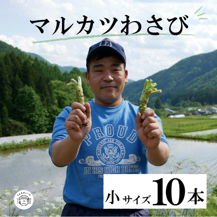マルカツ わさび 小サイズ 10本 真空 根わさび こんたでぃーの遠野 / 令和4年 東北 岩手県 品評会 最優秀賞 受賞 遠野市 産 新鮮 太い 生 ワサビ 山葵 おかず 寿司 ドレッシング おつまみ ごはん お土産 薬味 そば うどん ステーキ お歳暮 ギフト 贅沢