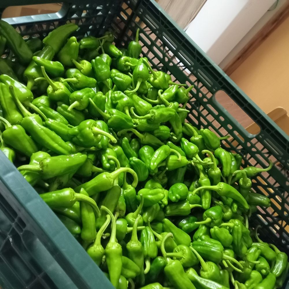 【ふるさと納税】遠野産 パドロン / こんたでぃーの遠野【先行予約：2026年7月より発送予定】 東北 岩手県 遠野市 農家 産地 直送 おつまみ 数量限定 野菜 旬 とれたて ふるさと ビール に合う ベジタブル 仕送り キャンプ BBQ 飲み会 素揚げ ししとう お取り寄せ 送料無料 - 画像3