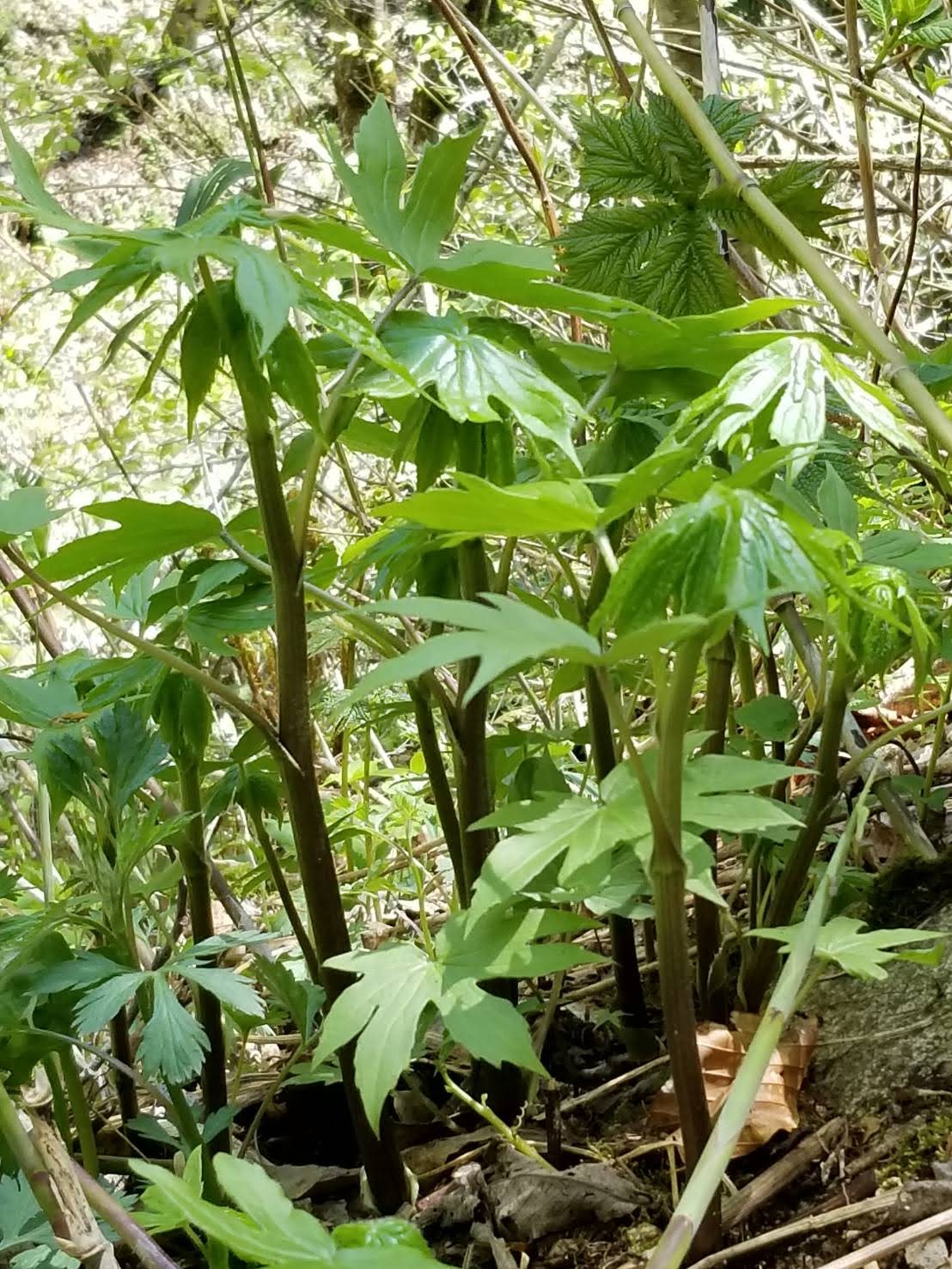 【ふるさと納税】しどけ 天然 極上品 訳あり 250g×2束 計 500g 岩手県 遠野市 産 山菜 シドケ モミジガサ 天ぷら 旬 田村りんご店 期間限定 数量限定 令和8年産 2026年産 春野菜 春 野菜 産地 直送 お取り寄せ 新鮮 おひたし 和え物 訳アリ わけあり ワケアリ 送料無料 - 画像2