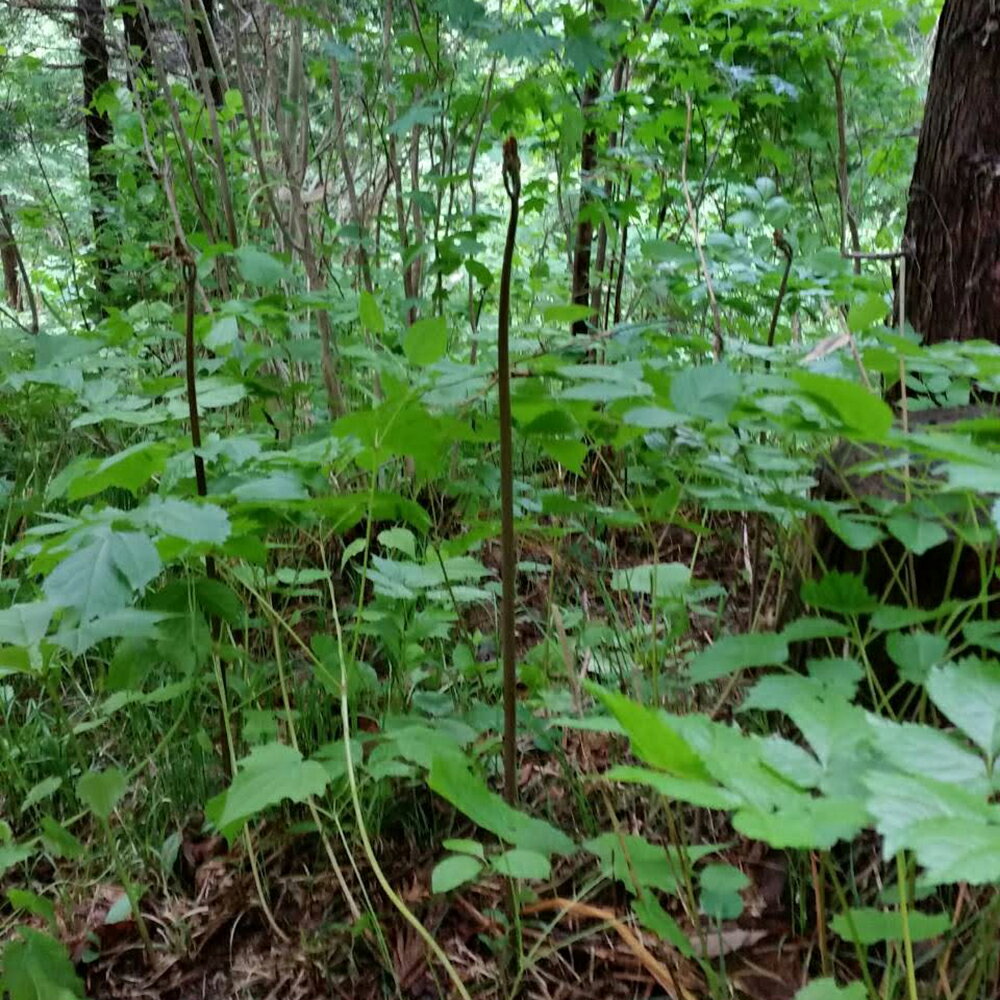 【ふるさと納税】わらび 天然 選べる 400g×2 3 4 束 計 800g 1.2kg 1.6kg 極太 超極太 岩手県 遠野市 産 山菜 生 ワラビ 旬 田村りんご店 期間限定 数量限定 令和8年産 2026年産 春野菜 春 野菜 産地 直送 お取り寄せ 新鮮 おひたし 和え物 送料無料 - 画像2