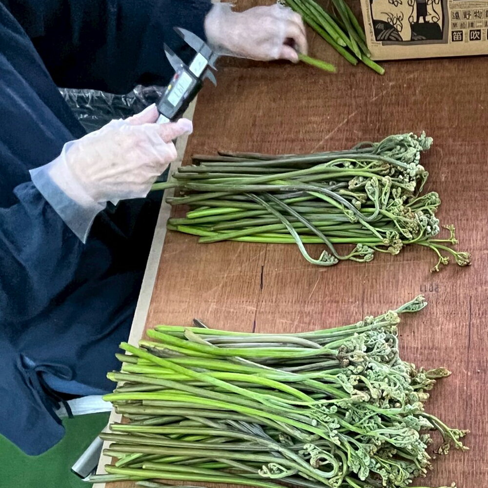 【ふるさと納税】わらび 天然 選べる 400g×2 3 4 束 計 800g 1.2kg 1.6kg 極太 超極太 岩手県 遠野市 産 山菜 生 ワラビ 旬 田村りんご店 期間限定 数量限定 令和8年産 2026年産 春野菜 春 野菜 産地 直送 お取り寄せ 新鮮 おひたし 和え物 送料無料 - 画像3