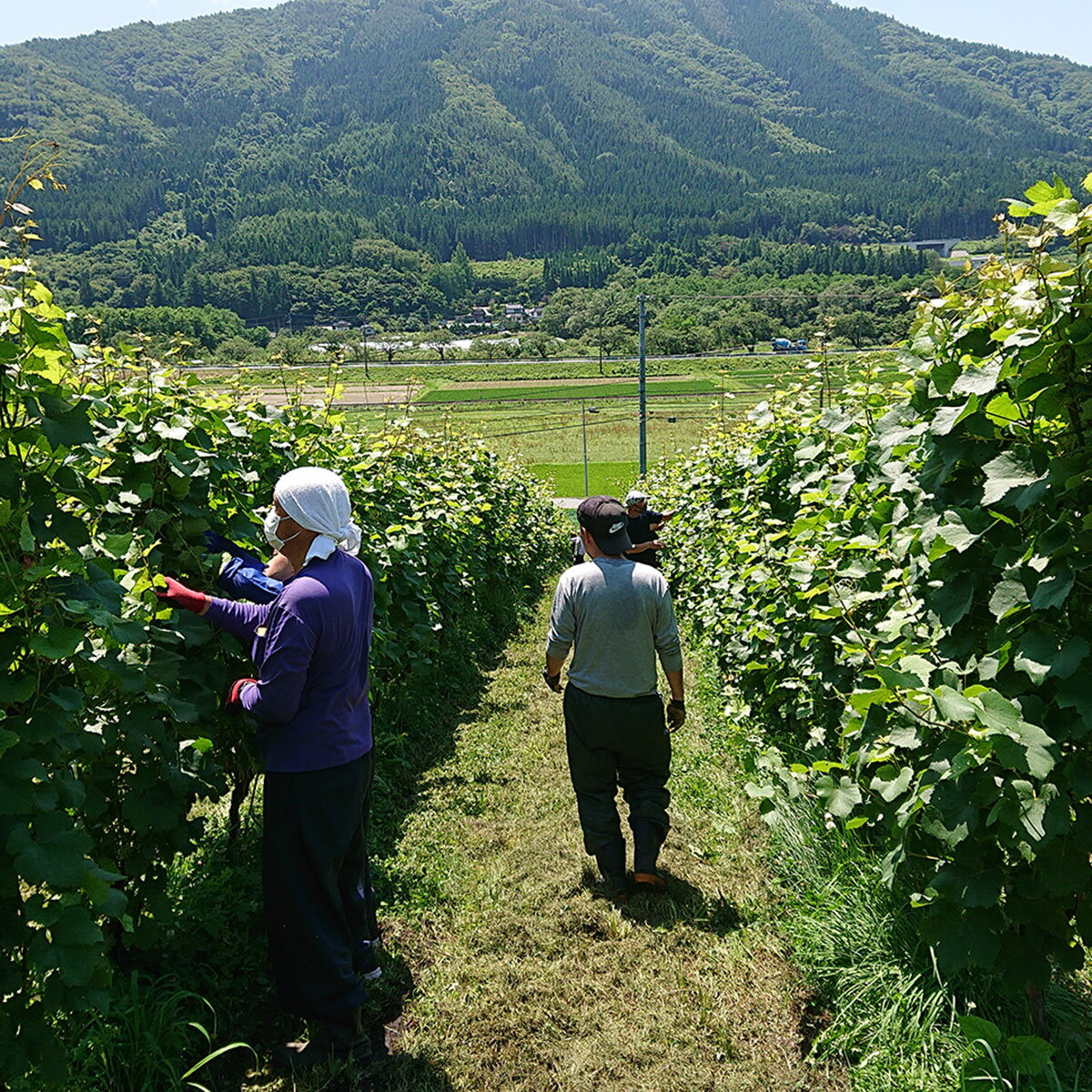 【ふるさと納税】ワイン トラモント ロゼワイン 辛口 750ml 1本 ピノ・ノワール ソーシャルファーム＆ワイナリー 遠野まごころネット 岩手県 遠野市 送料無料 ギフト 記念日 国産ワイン 贈り物 お酒 お祝い 遠野産 ブドウ ぶどう 葡萄 遠野ワイン ロゼ 父の日 クリスマス サムネイル2