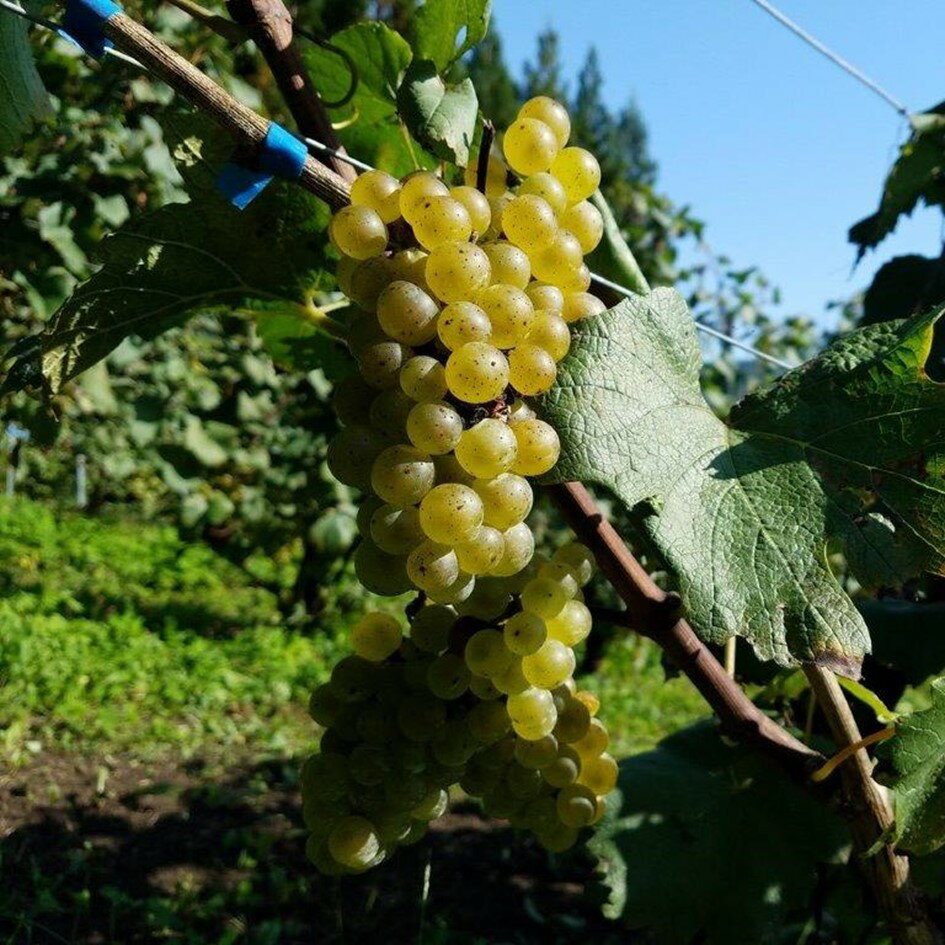 【ふるさと納税】ワイン シャルドネ 遠野ワイン 白 辛口 750ml 1本 選べる ヴィンテージ 2020 2021 2022 ソーシャルファーム＆ワイナリー 遠野まごころネット 東北 岩手県 遠野市 送料無料 ギフト 記念日 国産ワイン 贈り物 お酒 お祝い 遠野産 ブドウ ぶどう 葡萄 白ワイン サムネイル2