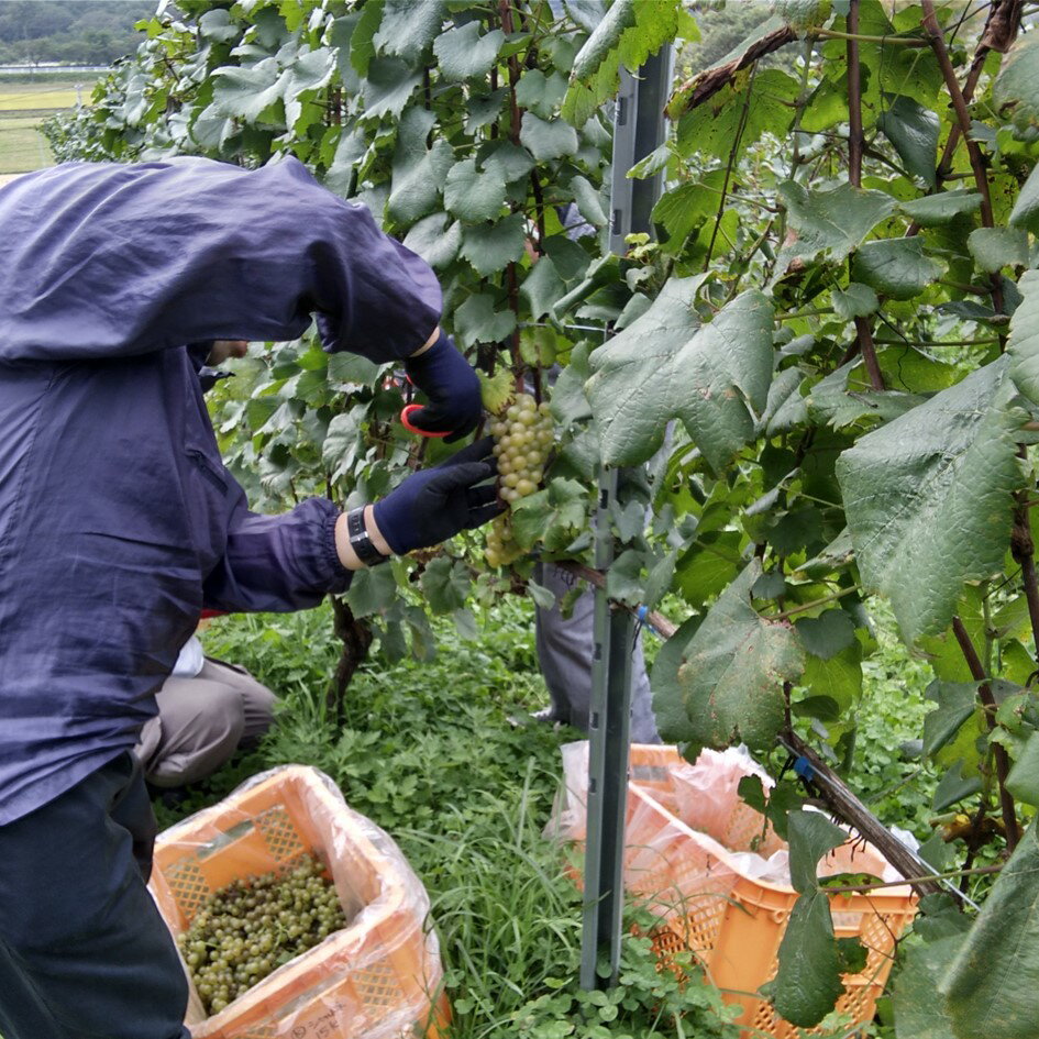 【ふるさと納税】ワイン トラモント ロゼワイン 辛口 750ml 1本 ピノ・ノワール ソーシャルファーム＆ワイナリー 遠野まごころネット 岩手県 遠野市 送料無料 ギフト 記念日 国産ワイン 贈り物 お酒 お祝い 遠野産 ブドウ ぶどう 葡萄 遠野ワイン ロゼ 父の日 クリスマス サムネイル3