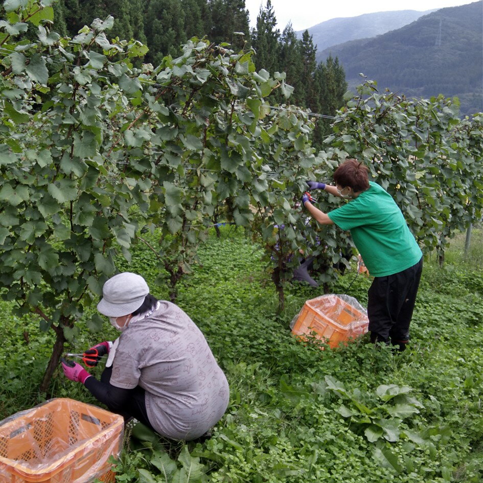 【ふるさと納税】ワイン シャルドネ 遠野ワイン 白 辛口 750ml 1本 選べる ヴィンテージ 2020 2021 2022 ソーシャルファーム＆ワイナリー 遠野まごころネット 東北 岩手県 遠野市 送料無料 ギフト 記念日 国産ワイン 贈り物 お酒 お祝い 遠野産 ブドウ ぶどう 葡萄 白ワイン サムネイル3