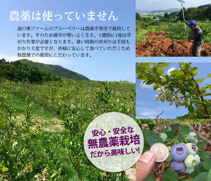【ふるさと納税】遠野のブルーベリーから作ったスプレッドと原液セット【道の奥ファーム】 農薬不使用 岩手県 遠野 産 国産 無農薬 無砂糖 無添加 ストレート 果汁100％ ギフト お取り寄せギフト プレゼント 健康 美容 目 抗酸化 アントシアニン 朝食 加工食品 送料無料 サムネイル3